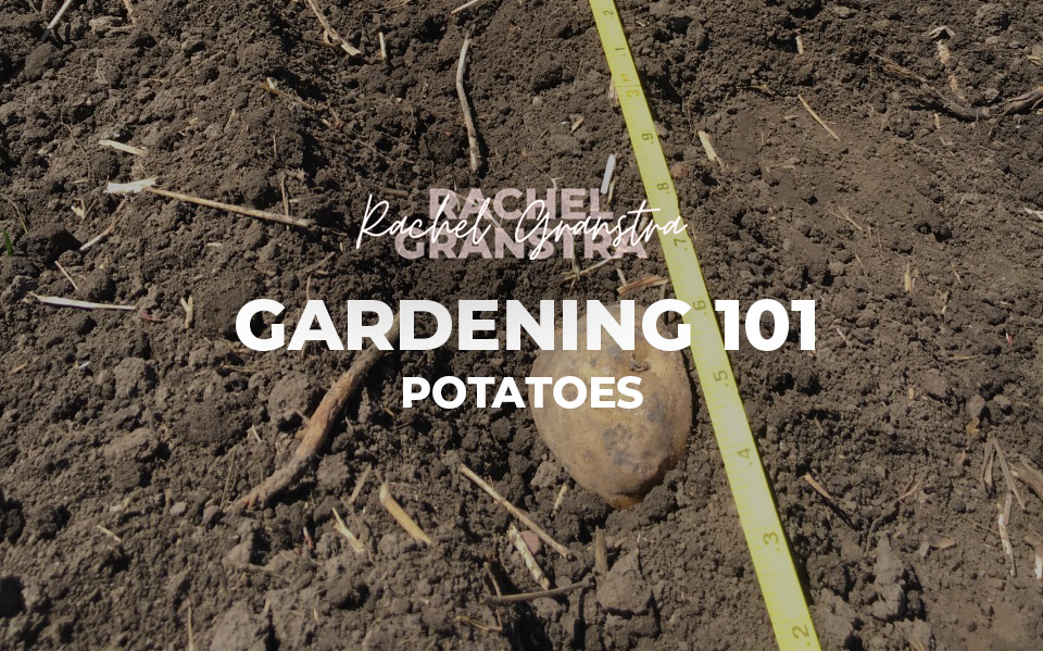 Gardening Tips: Potatoes